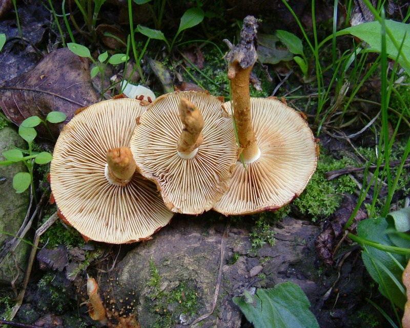 Pholiota lucifera?